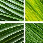 바이오필릭 디자인의 시장 동향 및 예측 - Here are three detailed image prompts in English, reflecting the themes of biophilic design and adhe...
